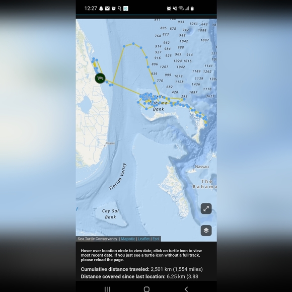 Adopt a Turtle Today! Wildlife Tracker and Adoption Sheet - Picture 4 of 4